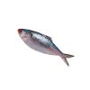 Frozen-Fish-Hilsha-1500-G---2000-G-IQF