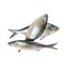Frozen Fish Hilsha 6/8 IQF