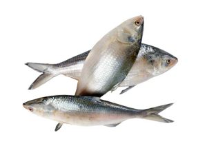 Frozen Fish Hilsha 6/8 IQF