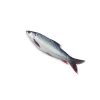 Frozen-Fish-Mrigal-5-KG-UP-IQF