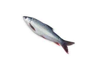 Frozen-Fish-Mrigal-5-KG-UP-IQF