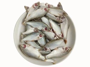 Frozen Fish Puti 2 KG UP IQF