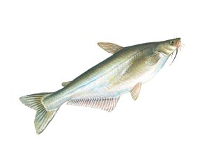 Swai 1KG UP (Head Less) IQF