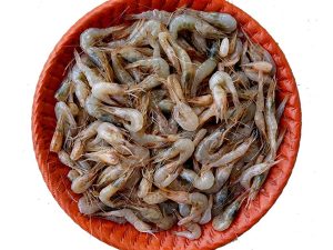 Frozen Fish (Tray)Tiny Shrimp Head On Shell On