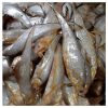 Frozen Fish (Vacuum Pack) Olua IQF