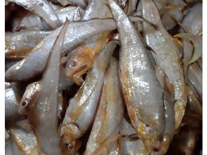 Frozen Fish (Vacuum Pack) Olua IQF