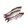 Frozen Rohu Fish Dopeaji
