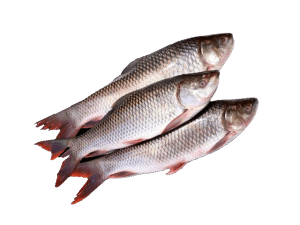 Frozen Rohu Fish Dopeaji