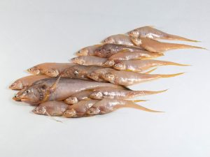 Olua Fish