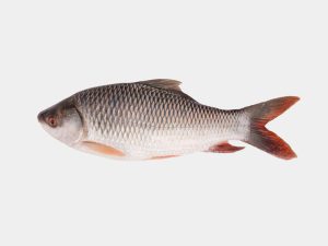 Rohu Fish