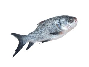 katla-fish