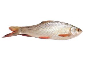 Mrigal Fish