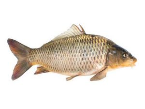 Carfu fish