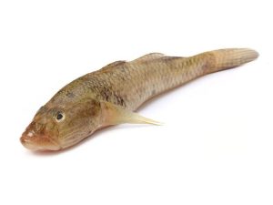 Glossogobius-giuris-baila