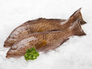 grouper fish