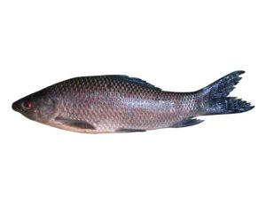 Kalibaush Fish
