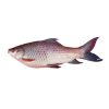 Rohu Fish
