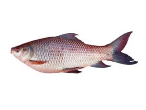 Rohu Fish