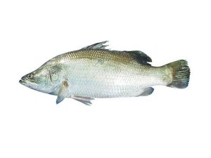 Koral fish