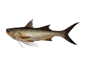 Lakkha fish