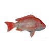 Red Snapper fish