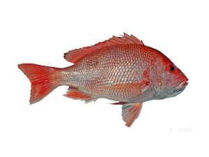 Red Snapper fish
