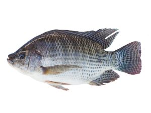 Fish Tilapia