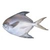Silver Pomfret
