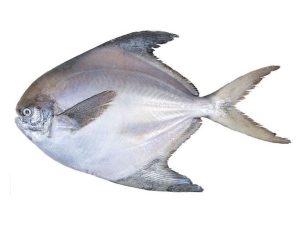 Silver Pomfret