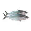 Mackerel (King Fish)