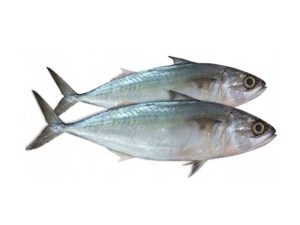 Mackerel (King Fish)