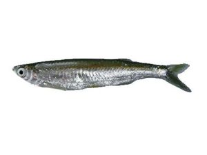 Chelapata fish