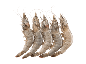 Shrimp Head On 40/60