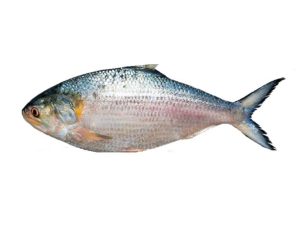 Frozen Fish Hilsha